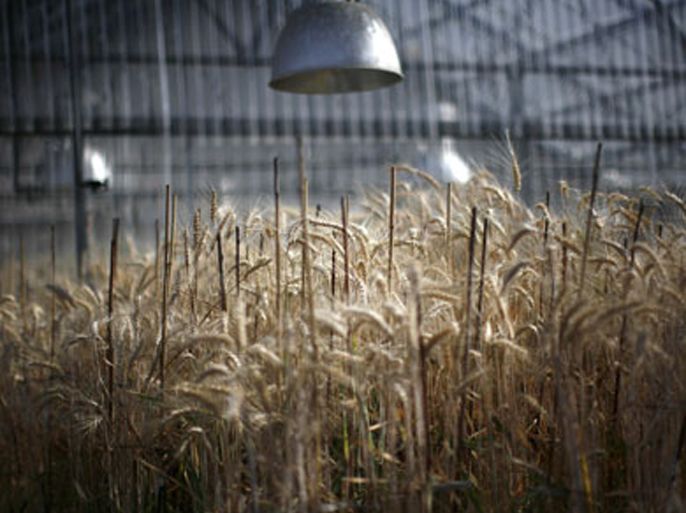 REUTERS\ Wheat grows at a greenhouse of the wheat breeding program at the Nebraska university in Lincoln, Nebraska, May 5, 2008. The new U.N. food envoy sought a special meeting