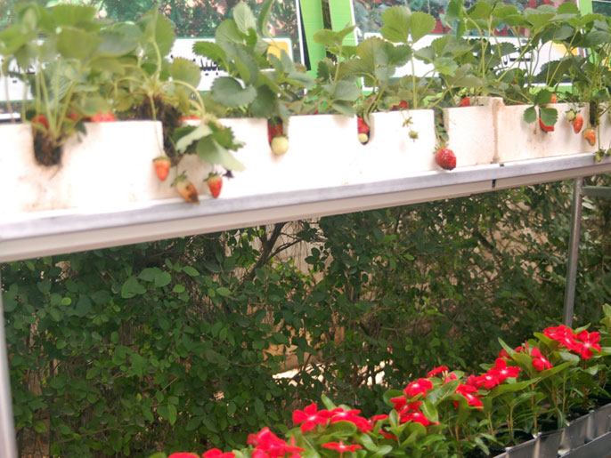 ‪منتجات الورود والفراولة تعد زراعات آمنة وتدعم المزارع الفلسطيني‬ (الجزيرة نت)