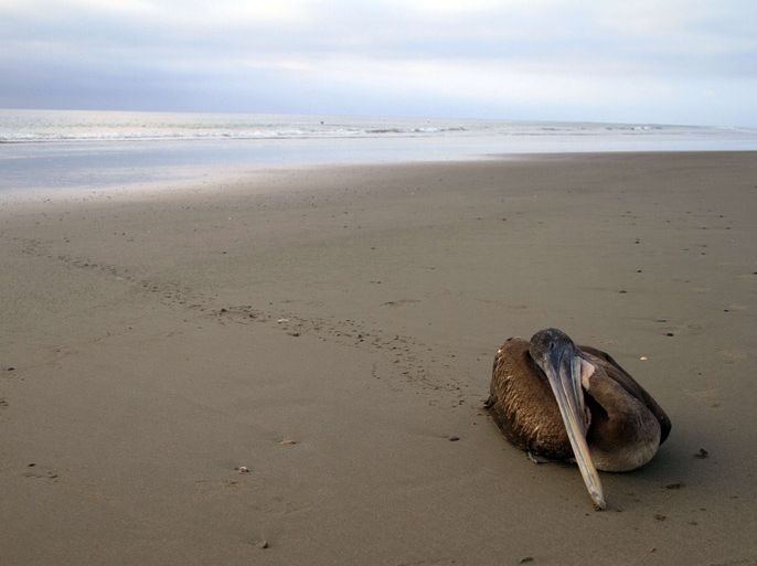 A dying pelican crawls away from the surf to die on the beach of Paita, in Tumbes, 1,100 kilometers north of Lima and close to the border with Ecuador on May 2, 2012. According to Peruvian vice minister of Environment, Gabriel Quijandria, the cause of death of thousands of fish, sea birds and diverse animal wildlife that has been washing ashore in the northern coasts of Peru,