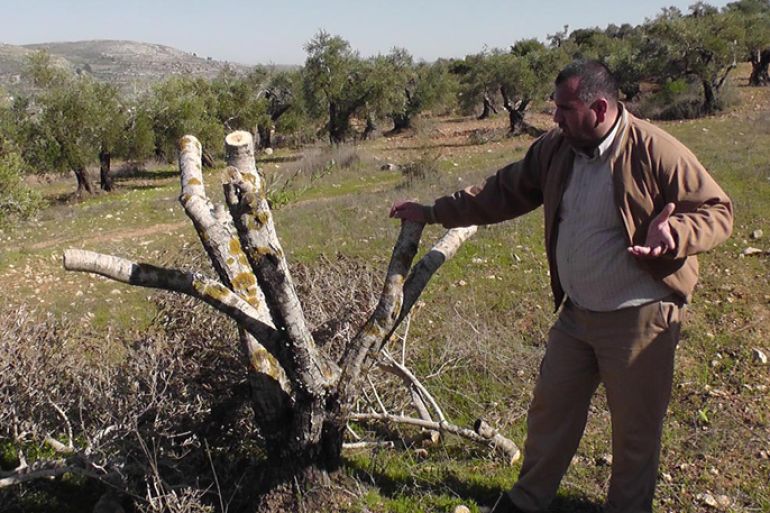 مواطن يتفقد زيتونه الذي دمره المستوطنون في احدى قرى جنوب نابلس-ارشيف الجزيرة نت3