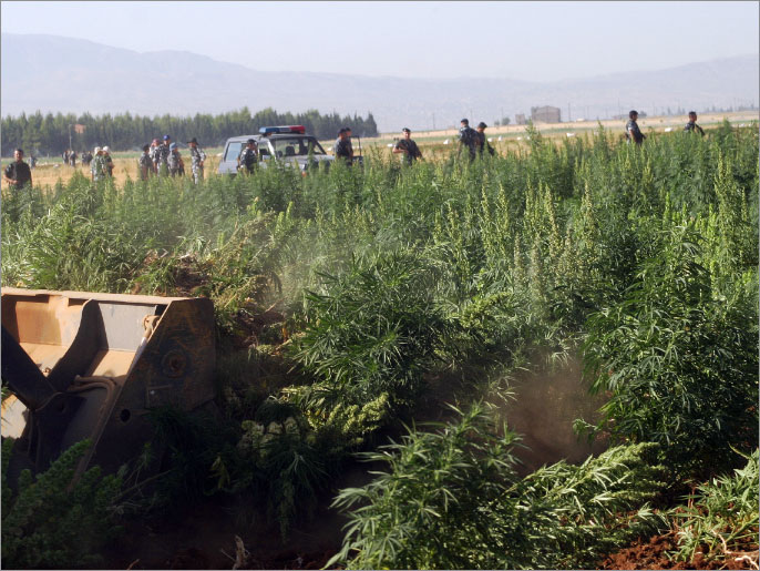 epa03315334 Agricultural tractors belonging to the anti-drug forces in the Directorate General of Lebanese Internal Security Forces detroy plains cannabis plants in the region of eastern Lebanon's Bekaa valley, 23 July 2012. EPA/LUCIE PARSEGHIAN
