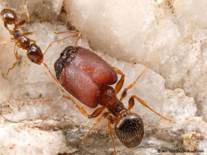 دراسة تكشف عن "نملٍ انتحاري" يفجر نفسه لحماية سربه