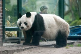 car008 - Berlin, Berlin, GERMANY : (Files) Picture taken on April 13, 2012 shows Bao Bao, the oldest panda in his enclosure in the zoo Berlin.
