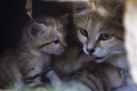 Rotem (R), a sand cat, is seen next to one of her kittens at their enclosure in the Ramat Gan Safari near Tel Aviv August 14, 2012. Four sand kittens, considered extinct in Israel, were born 3 weeks ago at the safari park, an open-air zoo, a statement from the safari said.