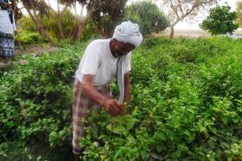 المزارع علي أحمد العربي يقوم بجمع زهور الفل داخل مزرعته بلحج (الجزيرة نت)
