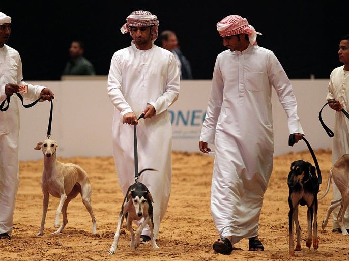 Emirati men walk with their Saluki dogs during the Arabian Saluki beauty contest at the Abu Dhabi International Hunting and Equestrian exhibtion (ADIHEX) in the Emirati capital on September 7, 2012. AFP PHOTO/KARIM SAHIB
