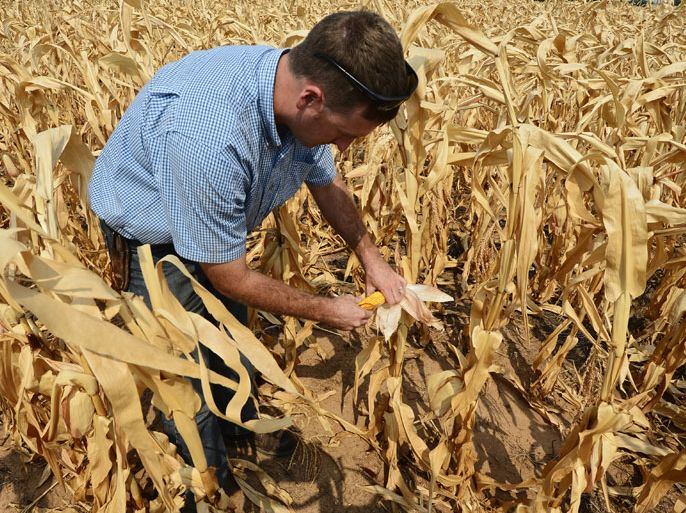 epa03363467 Mark Bergkamp looks at an ear of corn on the stock while harvesting a crop near Wichita, Kansas, USA, 16 August 2012. The United States is experiencing the most widespread drought in more than half a century, which is devastating crops across the Midwest. EPA/LARRY W. SMITH