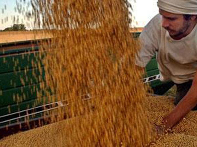 هل يساعد دعم الفلاحة القروية على حل أزمة تراجع محصول القمح في المغرب؟