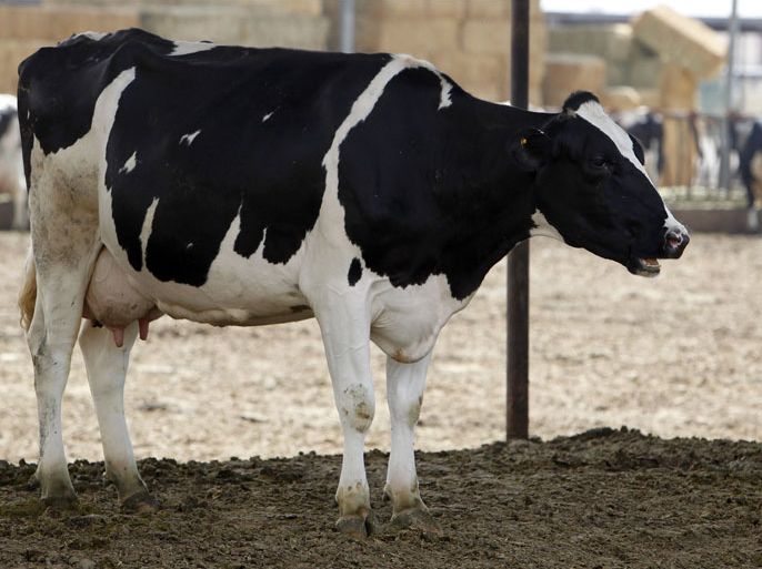 A dairy cow calls out in Chino, California April 25, 2012. On reporting the discovery of a California dairy cow infected with bovine spongiform encephalopathy (BSE) on Tuesday, U.S. authorities quickly told consumers and importers around the world there was no danger the meat would enter the food chain.