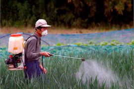 epa00746643 A farmer sprays pesticide over rice paddy at a farm in Chiba Prefecture, Japan, Monday 19 June 2006. In Japan, the use of pesticides has increased dramatically since World War II reducing agricultural labor but