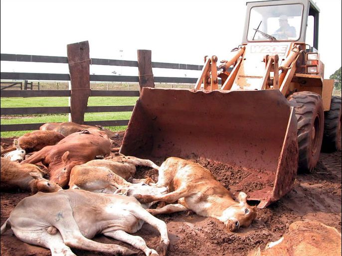 epa00551121 A Brazilian worker buries cattle infected with foot-and-mouth disease, Wednesday, 12 October 2005, in the Brazilian municipality of Eldorado, in Mato Grosso do Sul, where authorities have confirmed the outbreak. The region of Mato Grosso do Sul is the world's biggest beef importer. At least 582 head of cattle have been destroyed in order to prevent the disease from spreading to other cattle in the region. EPA/Wanderson Lara