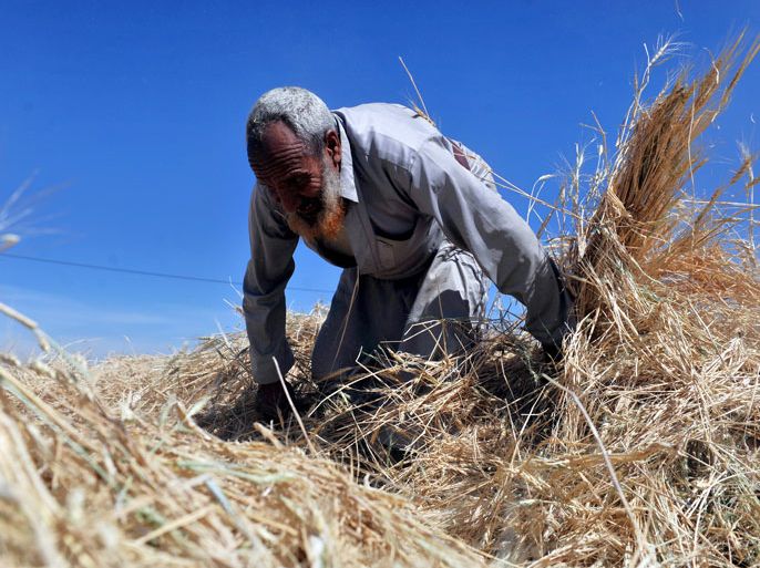 epa03469378 An elderly Yemeni man inspects the wheat stalks before being crushed at a village on the outskirts of Sana'a, Yemen, 13 November 2012. Reports state the number of Yemenis living in poverty increased to over ten millions, about 44 percent of the population, due to the collapse of economic activity and shortages of fuel and other commodities in this developing country. EPA/YAHYA ARHAB
