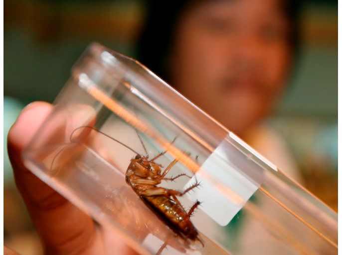 A Thai official shows a cockroach for the largest cockroach competition during Thailand's Pest Summit 2008, in Bangkok, Thailand, 13 August 2008.More 20 countries take part in Pest Summit 2008, an international professional pest management convention of Southeast Asian Countries that is co-organized by the pest management associations from Indonesia, Malaysia, Philippines, Singapore with Thailand. The Pest Summit is a bi-annual Intenationnal Conference on Pest Management gathering pest control operators, industry experts, suppliers of chemical, equipment, and pest control technology. This edition is themed 'Global Warming and its Impact on Pest Managment' and runs 13 to 15 August 2008. EPA/NARONG SANGNAK