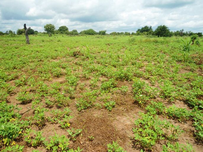 أراضي زراعية بجنوب السودان