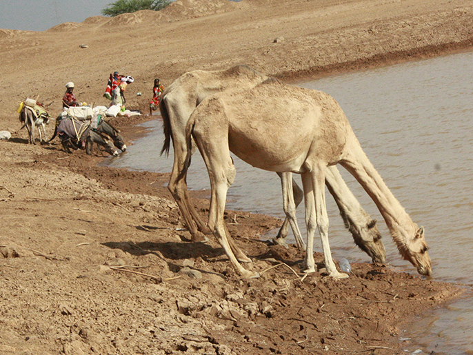 الجفاف أضعف ما تبقى من المواشي (الجزيرة نت)