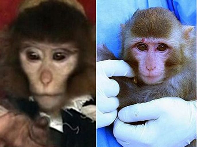 على اليمين القرد الأصلي وعلى اليسار القرد الذي قالت صحيفة تلغراف إن وسائل الإعلام الإيرانية عرضته للقرد بعد عودته من الفضاء --مأخوذة من صحيفة تلغراف البريطانية