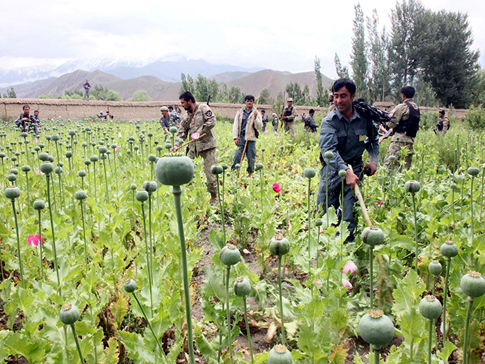 epa03244364 Afghan Police destroy poppy (raw material to be used in making Heroin) feilds in Deshala district and Pol-e-Hisar district of Baghlan province, Afghanistan, 01 June 2012. According to media reports, less than two per cent of Afghanistan's illegal opiate production is seized by security forces, the United Nations Office on Drugs and Crime (UNODC) said on 28 May, as it announced that it would be spending 117 million dollars over the next three years on its counter narcotics program in the war-torn country. EPA/NAQEEB AHMED