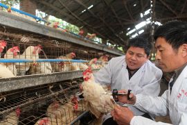 epa03651350 A chicken gets a shot of H5N1 bird flu vaccine at a chicken farm in Chongqing, Yongchuan district of southwest China, 05 April 2013. China has reported 16 human cases of the new H7N9 bird flu virus, including six deaths. EPA/SI CHUAN CHINA OUT