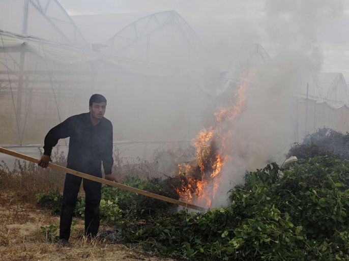 A Palestinian farmer burns mints at a farm in Khan Younis in the southern Gaza Strip April 13, 2013. Palestinian farmers in Gaza began destroying three tonnes of herbs on Saturday, saying a prolonged closure of the crossing into Israel meant the plants were no longer fit for export to Europe. REUTERS/Ibraheem Abu Mustafa (GAZA - Tags: POLITICS AGRICULTURE BUSINESS FOOD)