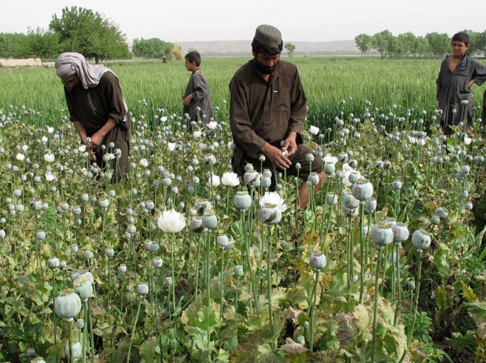 epa03656309 A picture made available on 10 April 2013 shows Afghan farmers extracting raw opium to be processed into heroine at a poppy feild in Gramsir district of Helmand, southern Afghanistan, 09 April 2013. According to the United Nations Office on Drugs and Crime Afghans have increased the size of their poppy fields by 18 per cent last year, as high opium prices continued to make the crop attractive. EPA/SHER KHAN