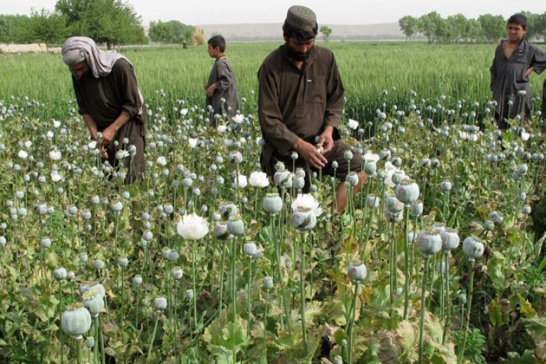 epa03656309 A picture made available on 10 April 2013 shows Afghan farmers extracting raw opium to be processed into heroine at a poppy feild in Gramsir district of Helmand, southern Afghanistan, 09 April 2013. According to the United Nations Office on Drugs and Crime Afghans have increased the size of their poppy fields by 18 per cent last year, as high opium prices continued to make the crop attractive. EPA/SHER KHAN