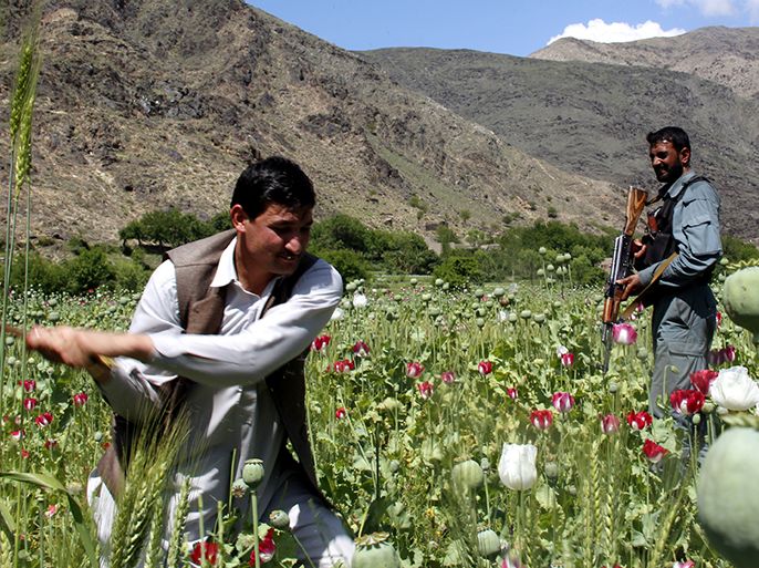 epa03660637 Afghan security officials destroy opium poppy in a field in Norgal district of Kunar province, Afghanistan, 13 April 2013. According to the United Nations Office on Drugs and Crime Afghans have increased the size of their poppy fields by 18 per cent last year, as high opium prices continued to make the crop attractive. EPA/ABDUL MUEED
