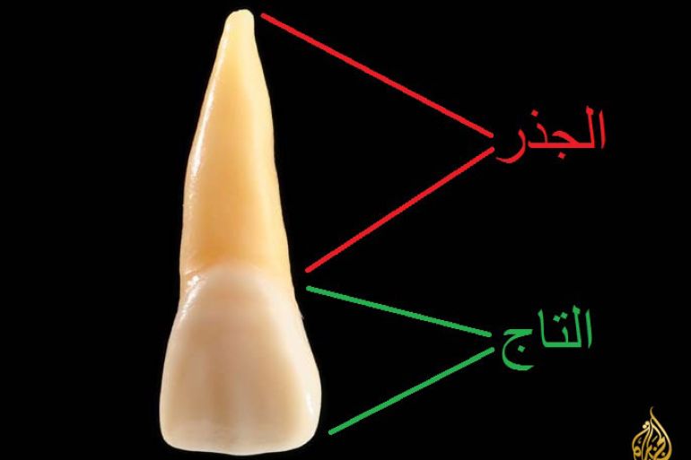 تصميم جذر السن السن أسنان تاج السن تشريح السن dental tooth root crown