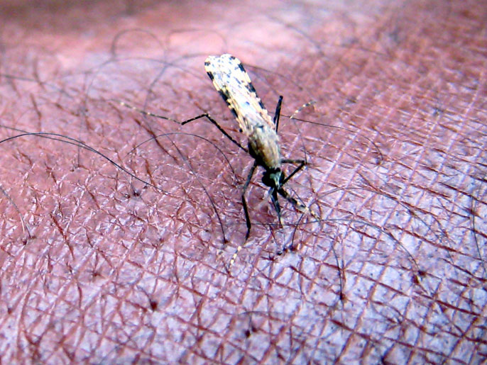 بعوضة أنوفيليس تنقل الملاريا (الأوروبية)