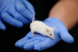 فئران مضيئة قد تساعد في حل لغز مرض السرطان