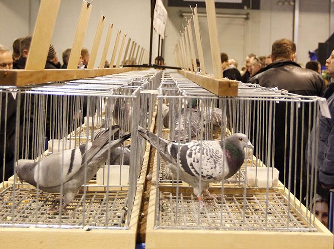 Visitors attend at the 6th International Fair of Racing Pigeons 'EXPOGolebie' in Sosnowiec, Poland, 12 January 2013. Reports state that EXPOGolebie is considered the most important Polish event for breeders and enthusiasts of racing pigeons. During every edition of the fair in Expo Silesia, the visitors have the chance to learn about the product range of over 200 firms and breeders from Poland, Belgium, Denmark, the Netherlands, Germany, Norway and Slovakia. The exhibition runs from 11 January till 13 January 2013. EPA/ANDRZEJ GRYGIEL POLAND OUT