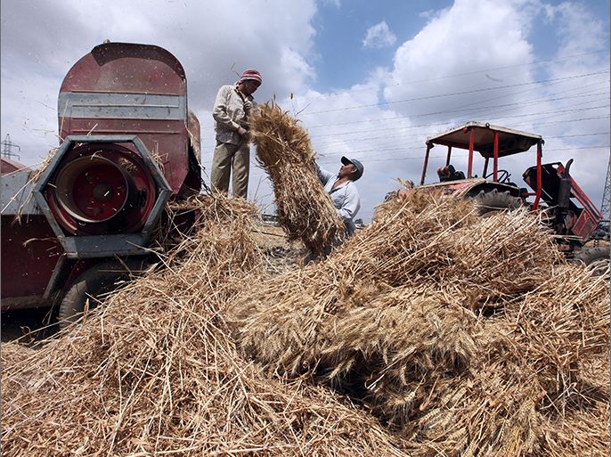 epa03701584 Egyptian laborers harvest wheat at a field in Banha, Qalyubia governorate, 50 km north Cairo, Egypt, 15 May 2013. Egyptian President Mohamed Morsi on 15 May said Egypt?s production of wheat this year will reach 9.5 million tones, 30% increase of last year. He added that Egypt aims to reach self-sufficiency in wheat production within 4 years. Egypt spends billions of dollars on wheat purchases every year, even as the economy falters and foreign reserves tumble after the uprising that toppled president Hosni Mubarak in February 2011. EPA/KHALED ELFIQI