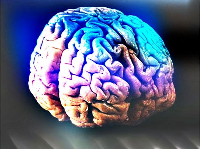 تصميم لمقطع من الدماغ البشري - الجزيرة