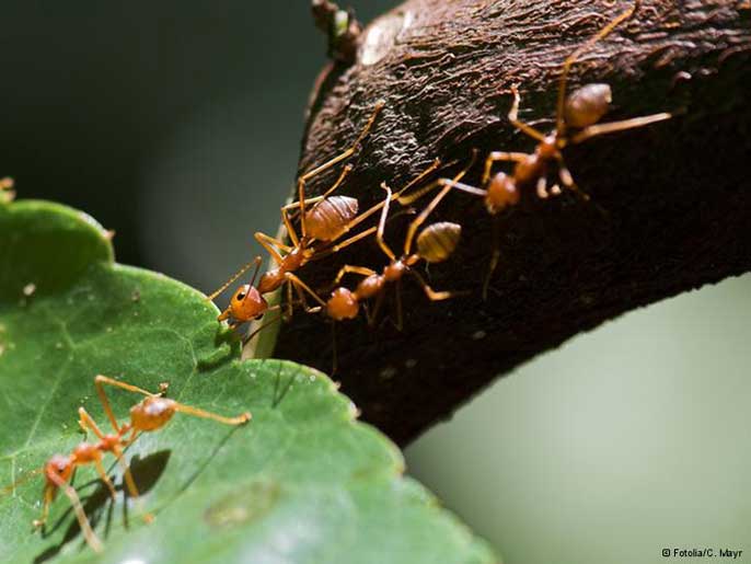 النمله تماثل ذات بيت العلم تتميز بانها الضمائر من