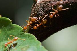 دراسة: النمل الناري يكيف أنفاقه بدقة تبعا لبنيته التشريحية