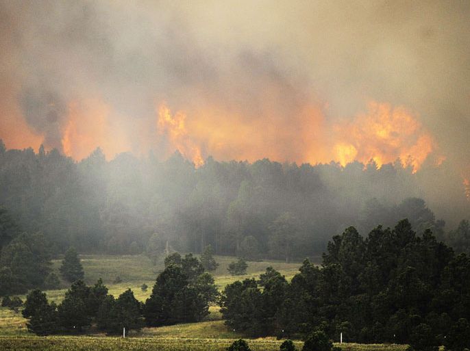 Colorado Springs, Colorado, UNITED STATES : COLORADO SPRINGS, CO - JUNE 12: Fire from the Black Forest Fire burns behind a stand of trees June 12, 2013 near Colorado Springs, Colorado. The fire has reportedly burned 80 to 100 homes and has charred at least 8,000 acres. Chris Schneider/Getty Images/AFP== FOR NEWSPAPERS, INTERNET, TELCOS & TELEVISION USE ONLY ==
