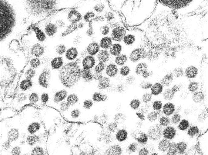 (FILES) CDC Handout picture dated April 2003 shows a Coronavirus under a microscope. Coronaviruses are a group of viruses that have a halo or crown-like (corona) appearance when viewed under a microscope. US Centers for Disease Control (CDC) scientists were able to isolate a virus from the tissues of two patients who had SARS and then used several laboratory methods to characterize the agent. Examination by electron microscopy revealed that the virus had the distinctive shape and appearance of coronaviruses. B/W ONLY EPA PHOTO EPA / CDC