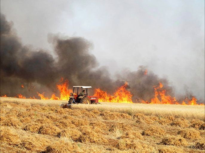 A man attempts to harvest wheat from a field on fire, which activists said was caused by shelling carried out by forces loyal to the Syrian regime, in Ma'arat Masrein, north of Idlib June 6, 2013. Picture taken June 6, 2013. REUTERS/Abdalghne Karoof (SYRIA - Tags: CONFLICT AGRICULTURE)