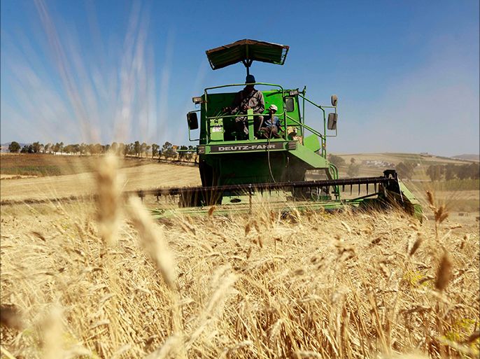 Workers harvest wheat in a field at the outskirts of Beja governorate, about 115 km (71 miles) north of the capital Tunis June 14, 2013. REUTERS/Anis Mili (TUNISIA - Tags: AGRICULTURE BUSINESS COMMODITIES)