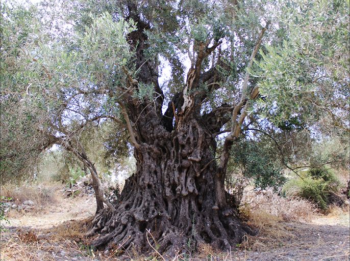 شجرة الزيتون الرومي تعرف بانها طويلة العمر وتقول الروايات ان عمرها يمتد لنحو الفي عام اي منذ قدوم الروم واحتلالهم لفلسطين- الجزيرة نت