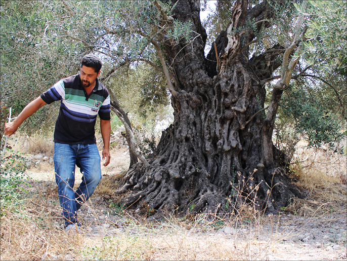 ثلاثون عاما قضاها فارس وأسرتهفي رعاية أشجار الزيتون الرومي (الجزيرة نت)