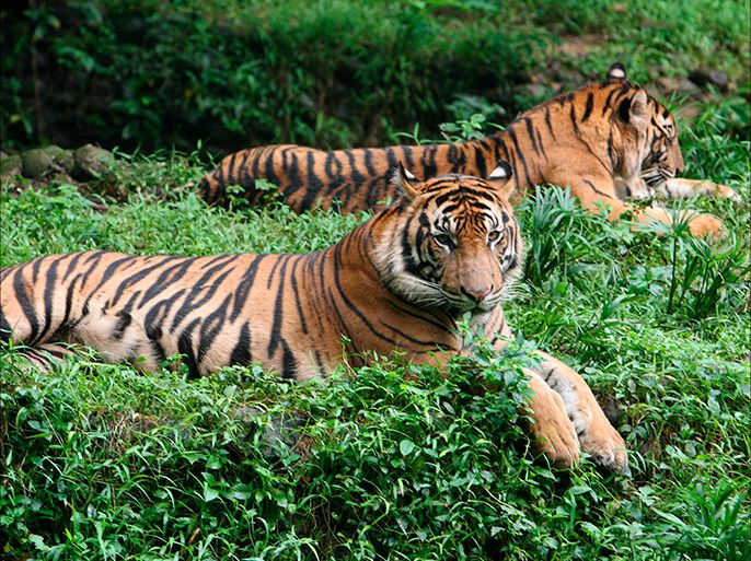 epa01253598 Sumatran tigers, an endangered animal species, sit in their exhibit at a zoo in Jakarta, Indonesia, 13 February 2008. Laws protecting the critically endangered Sumatran Tiger have failed to prevent tiger body parts being offered on open sale in Indonesia. Tiger body parts, including canine teeth, claws, skin pieces, whiskers and bones, were on sale in 10 percent of the 326 retail outlets surveyed during 2006 in 28 cities and towns across Sumatra. The Sumatran tiger population is estimated to be fewer than 400 to 500, according to a TRAFFIC report launched today. TRAFFIC is a joint programme of IUCN (International Union for Conservation of Nature) and WWF. EPA/MAST IRHAM