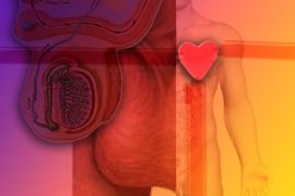 تصميم : وجدت دراسة جديدة أن الرجال الذين لديهم خصيتان كبيرتان هم أكثر عرضة لخطر الإصابة بمشكلات في القلب.