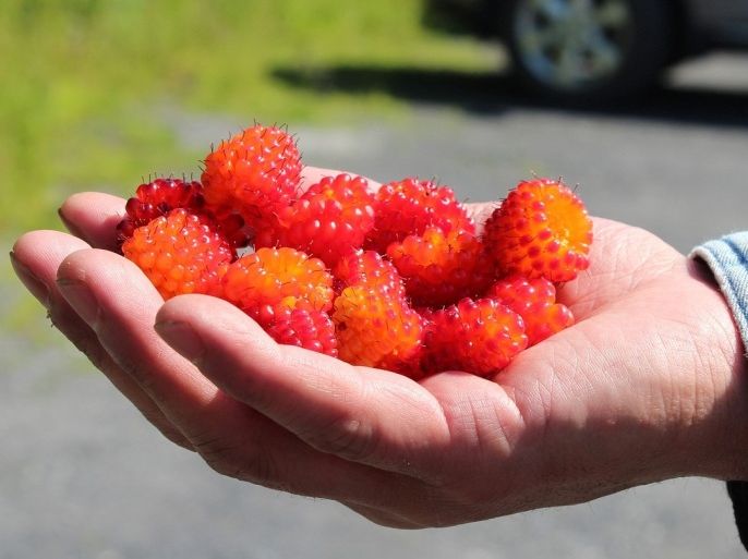 A man holds out a handful of salmonberries he picked on Friday, July 12, 2013 in Kodiak, Alaska.