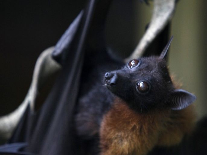 A grey-headed flying fox, a type of fruit bat, hangs in animal trainer Santisak Dulapitak's house in the outskirts of Bangkok September 10, 2009. Santisak, 53, has been training his animals to appear in advertisements and movies for more than two decades. The grey-headed flying fox, a type of fruit bat, is one of many animals Santisak trains. Picture taken September 10, 2009.