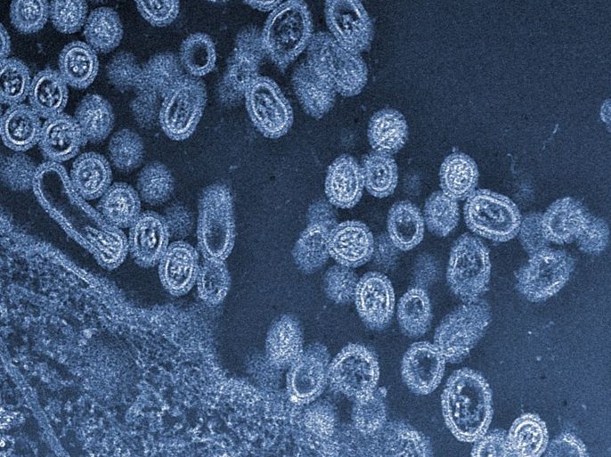 This undated handout image provided by Science and the University of Tokyo shows infectious particles of the avian H7N9 virus emerging from a cell. Scientists who sparked an outcry by creating easier-to-spread versions of the bird flu want to try such experiments again using a worrisome new strain. Since it broke out in China in March, the H7N9 bird flu has infected more than 130 people and killed 43. Leading flu researchers say that genetically engineering this virus in the lab could help track whether it s changing in the wild to become a bigger threat. They announced the pending plans Wednesday in letters to the journals Science and Nature.