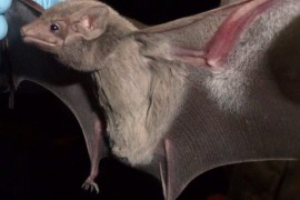 This undated photo provided by EcoHealth Alliance via The Canadian Press on Wednesday, Aug. 21, 2013 shows a taphozous perforatus bat. Scientists from Saudi Arabia and the United States have found the MERS coronavirus in a bat in Saudi Arabia. The virus was found in a bat of the Taphozous perforatus species, and the finding was reported by scientists from the Saudi Ministry of Health, Columbia University and the organization EcoHealth Alliance.