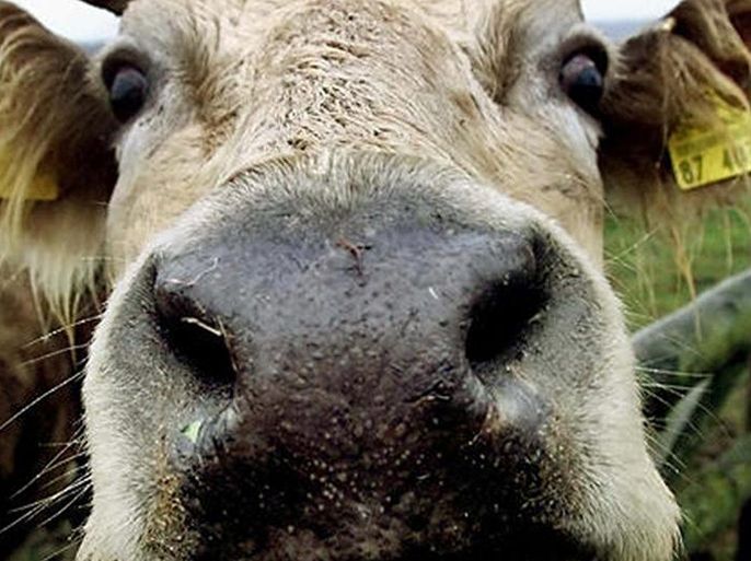 البريونات تصيب الأبقار بمرض جنوب البقر
