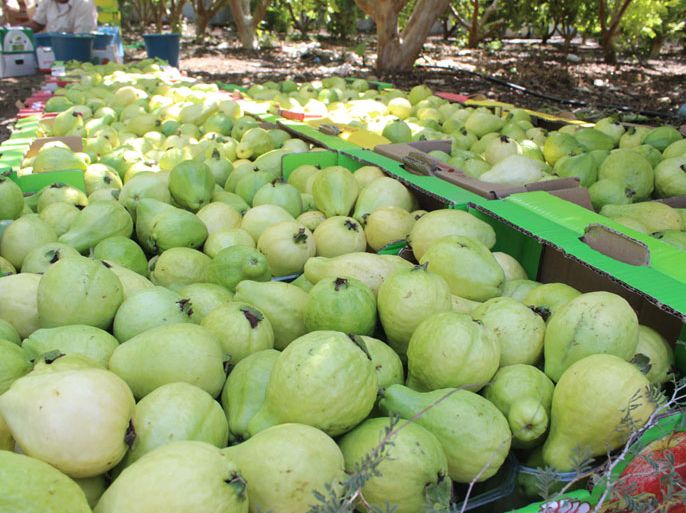 الجوافة تزرع في قلقيلية وهي زراعة تشتهر بها المدينة عن غيرها من الزراعات بمدن الضفة الغربية