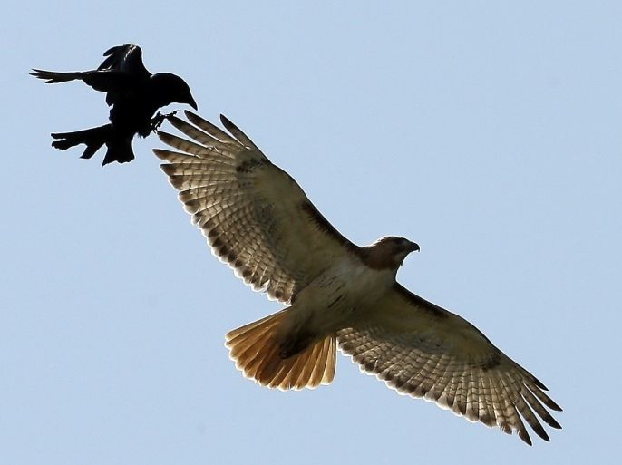 A hawk and a crow interact while flying above the Buffalo Bills practice field during an optional NFL workout during the warm spring weather in Orchard Park, N.Y., Friday, May 31, 2013.