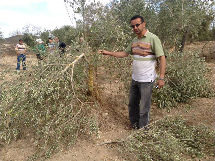 فلسطينيون يتفقدون أشجار الزيتون بعد أن تعرض العديد منها لاعتداء المستوطنين (الجزيرة نت)